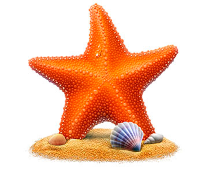 Custom icons - Starfish